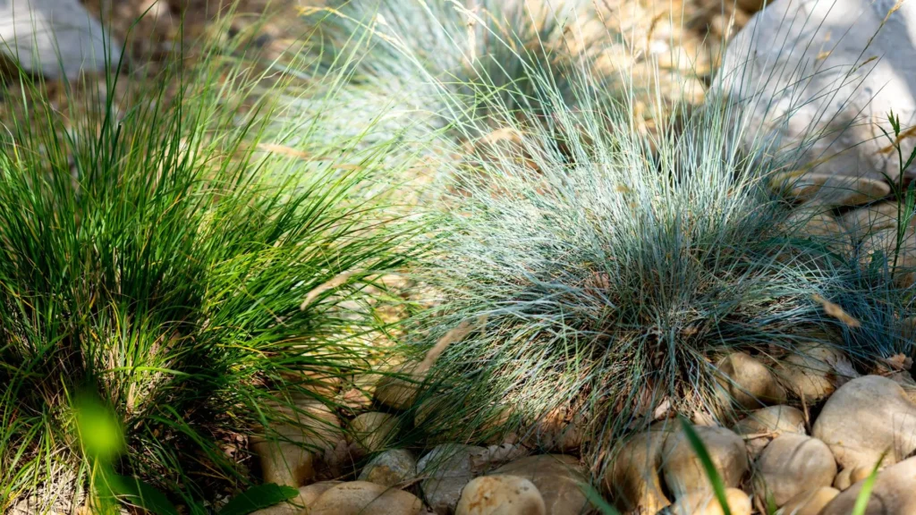 plantation plantes seve paysage